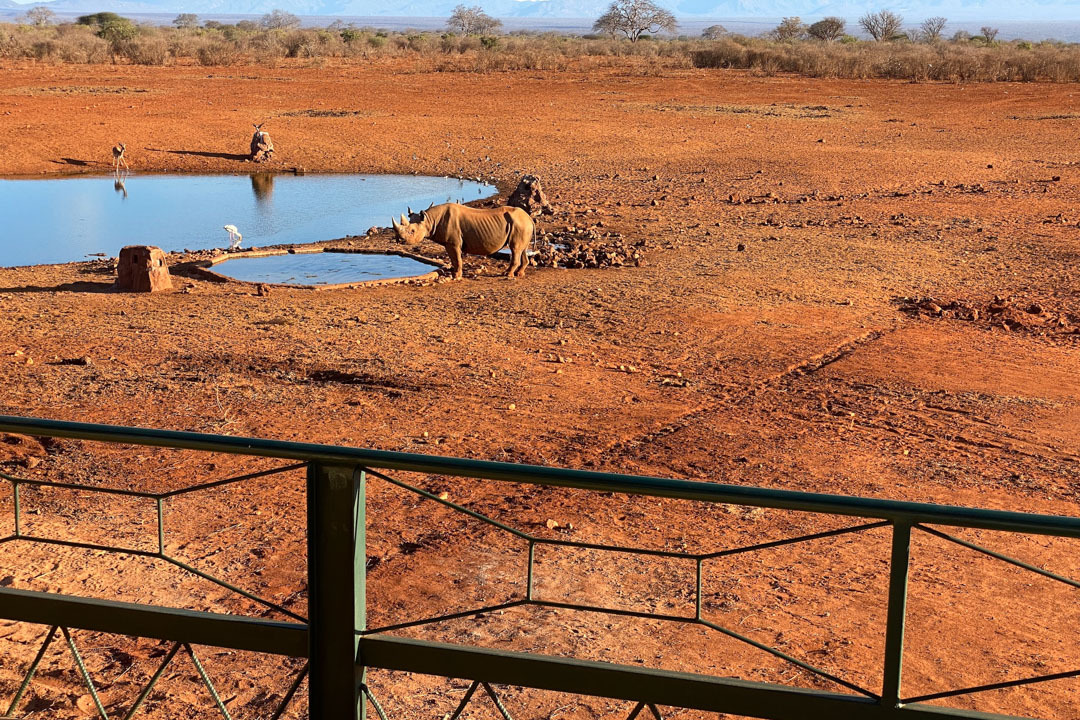 Tsavo west rhinos