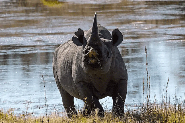 Tsavo West rhino