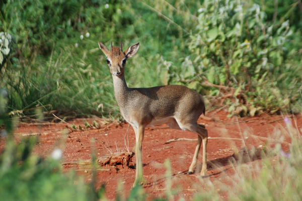 Kenya safari wildlife adventure