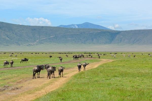 Masai Mara wildbeest at the plains