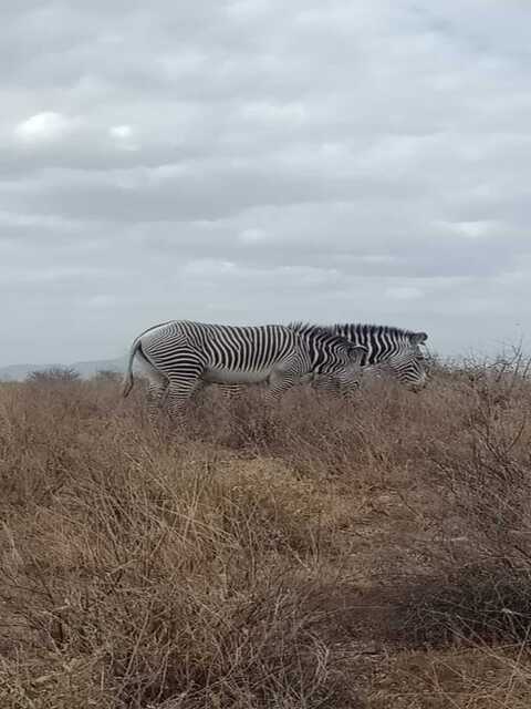 Grevy’s zebras grazing photo