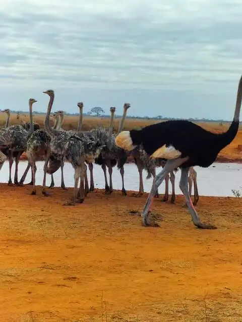 Tsavo East ostreech