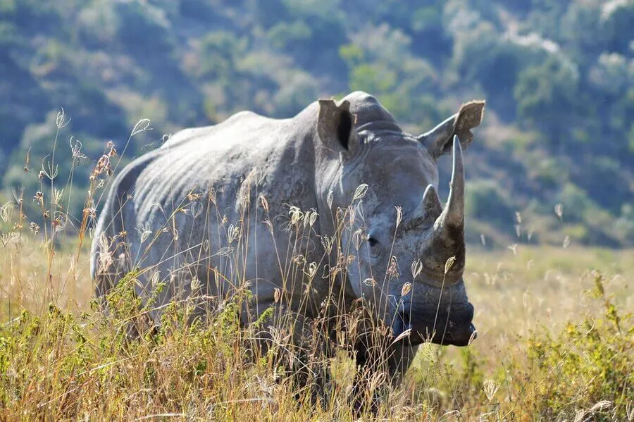 Lake Nakuru Rhino grazing in the green savannah grass land Lake Nakuru rhino