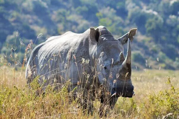 Lake Nakuru rhino