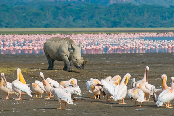Wildlife animal