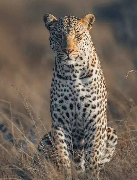 Masai Mara leopard - Big Five