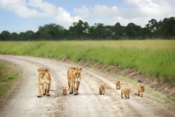 Lioness with their cubs