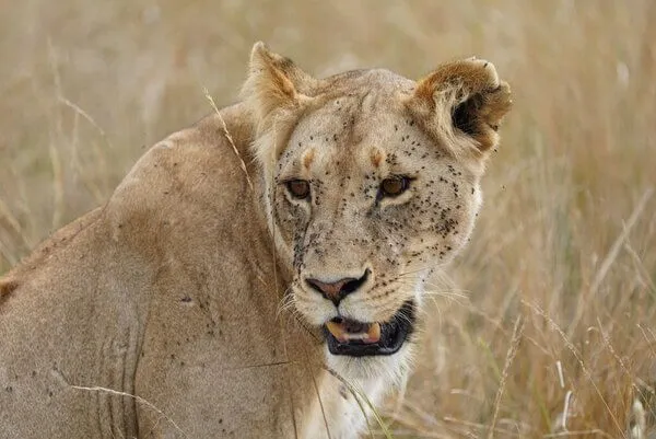Marai Mara lion