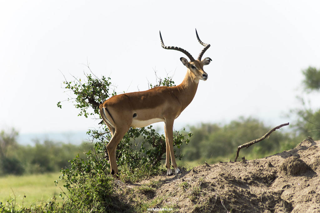 Wildlife animal