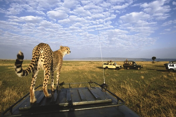 Masai Mara cheetah