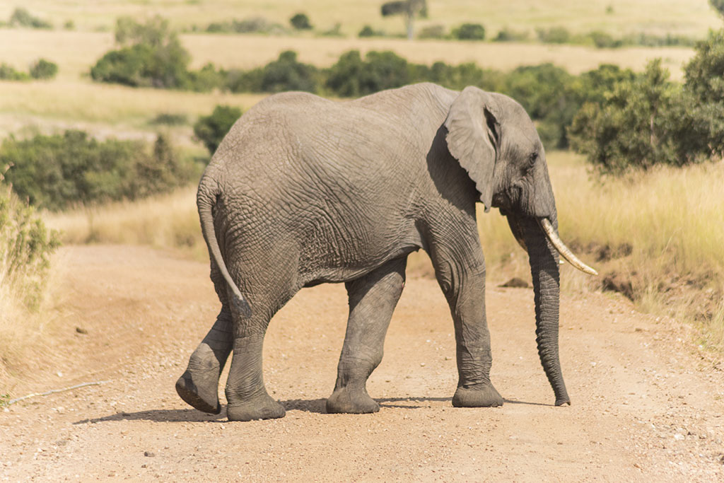 Wildlife animal