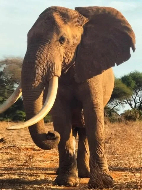 Masai Mara elephant