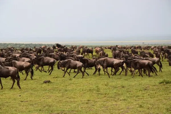 Masai Mara Wildbeest