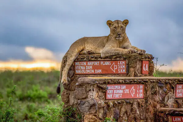 Nairobi Safaris in Kenya