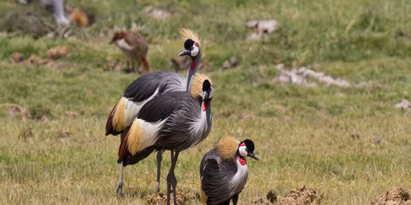 Explore Kenya birdwatching safaris by Sunday Best Safaris