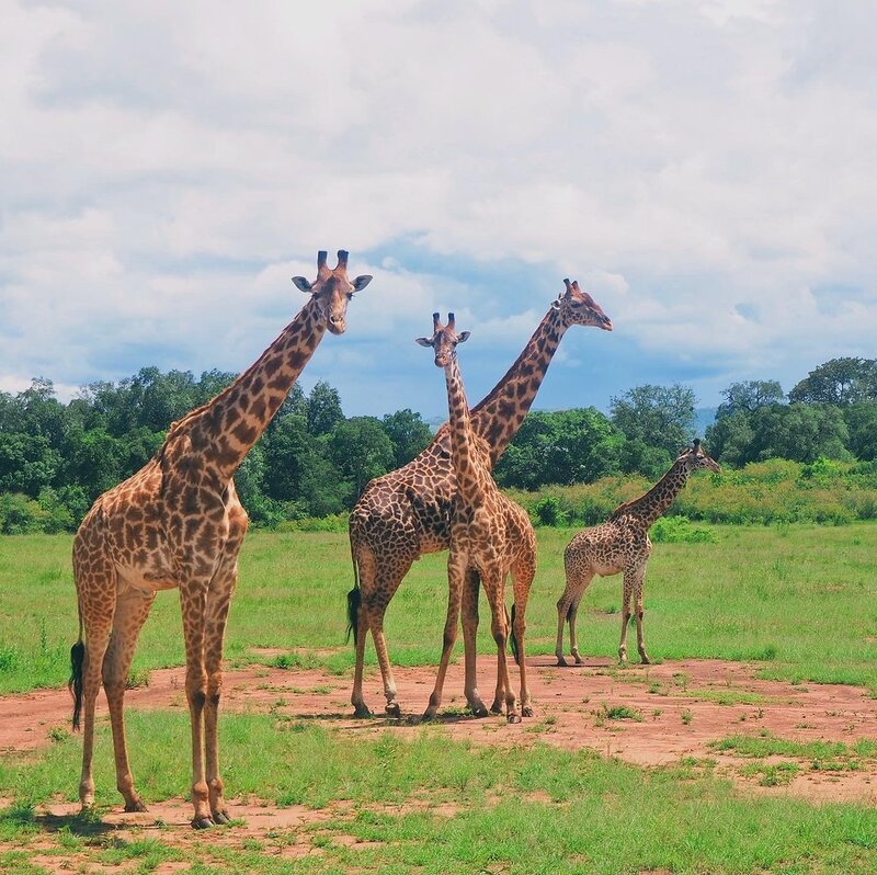 Kenya safari giraffe