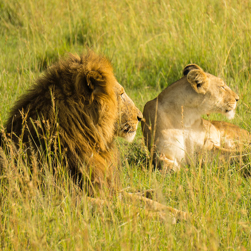 Explore Big Five on your Kenya safaris