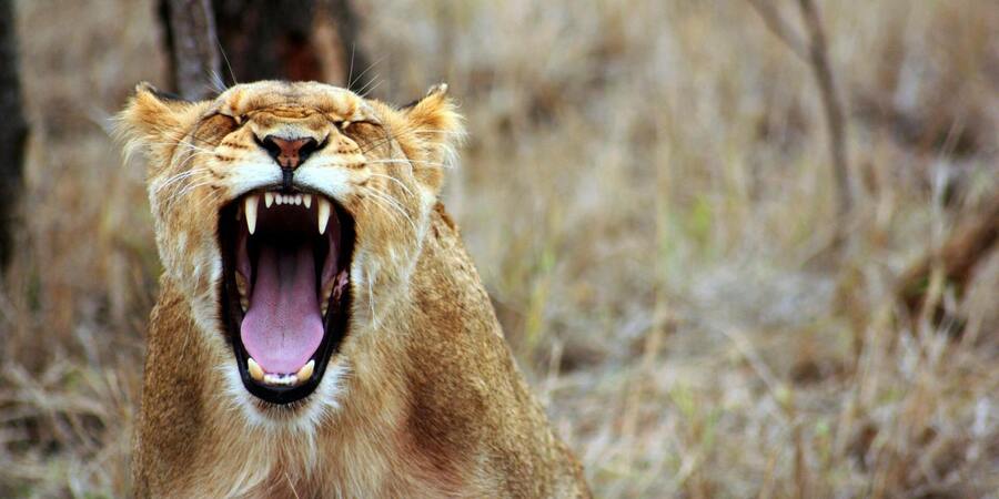 Explore Kenya safaris options that start from Diani, Kwale Town
