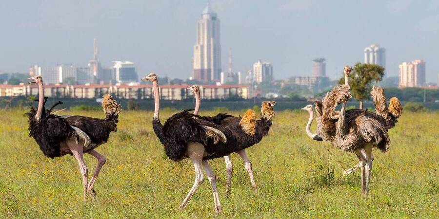 Explore Sunday Best Safaris tours from Nairobi
