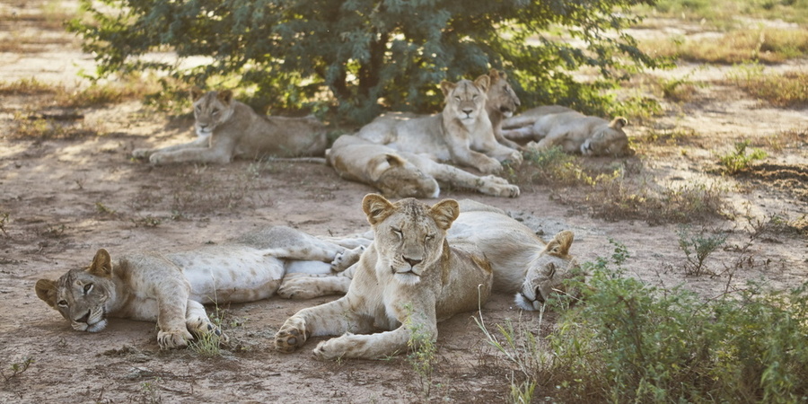 Experience 4-6 Kenya safaris to Ngutuni and more places