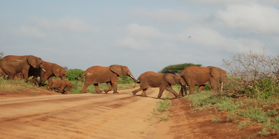 Explore Kenya safaris from Mombasa to Kenya premier safari destinations