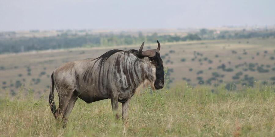 Tanzania safaris Serengeti wildbeest