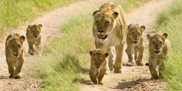 Explore our Kenya Big Five safaris