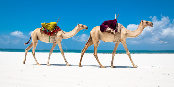 Enjoy Nairobi and Kenya coastal town excursion - perfect for weekend getaway