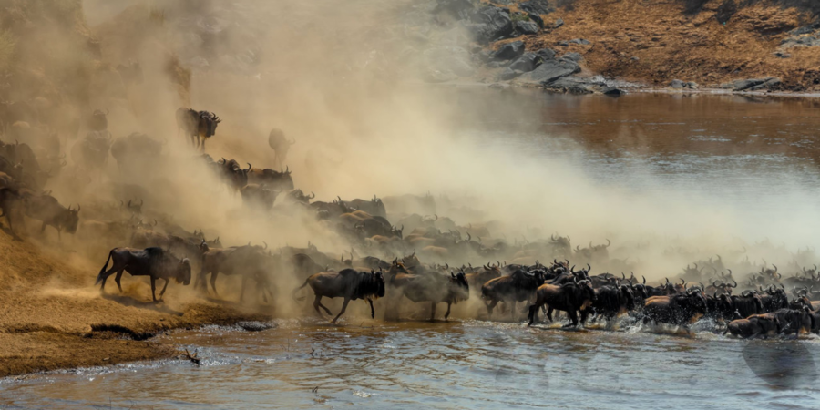 Experience Kenya great migration safaris by Sunday Best Safaris