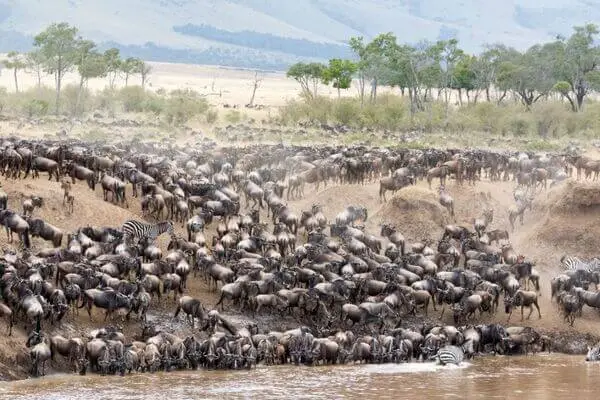 Serengeti wildbeest