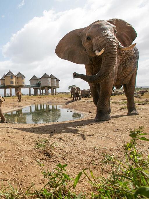 elephant at Taita Hills