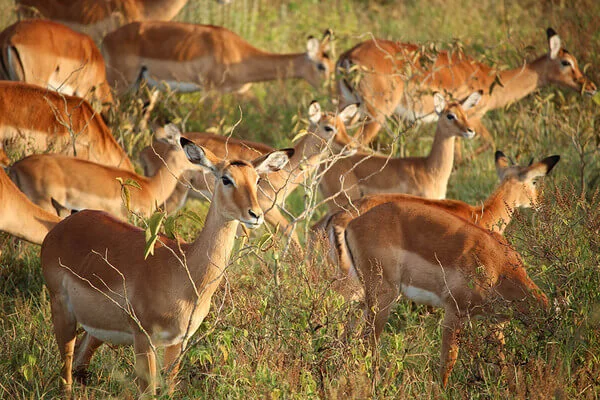 tsavo east antelops