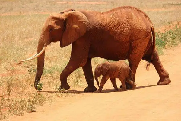 Young elephant with her mother