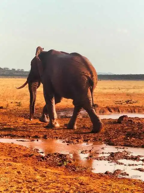 Tsavo East red elephant