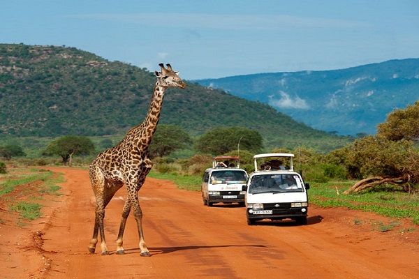 Wildlife animal