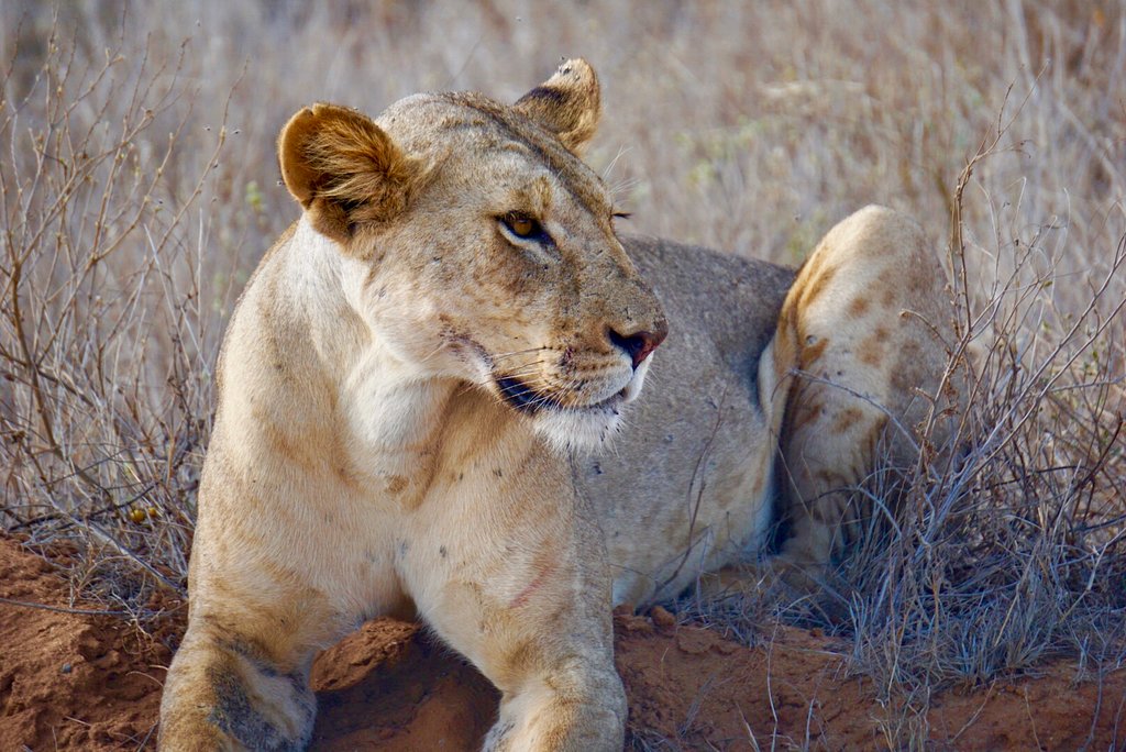 Wildlife animal