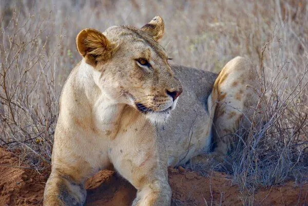 Tsavo East lioness
