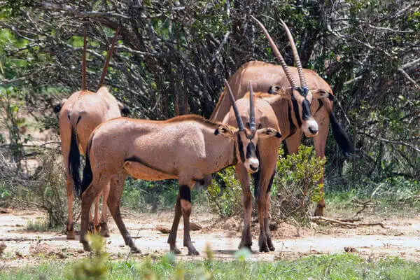 Tsavo East Oryx