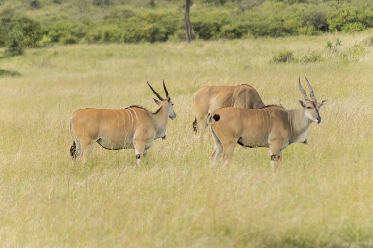 eland-masai-mara-kenya-safari