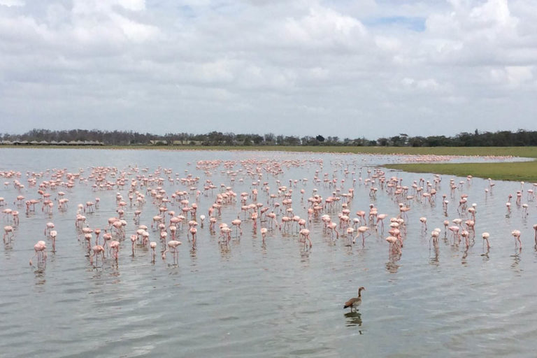 hundreds-of-flamingos-amboseli