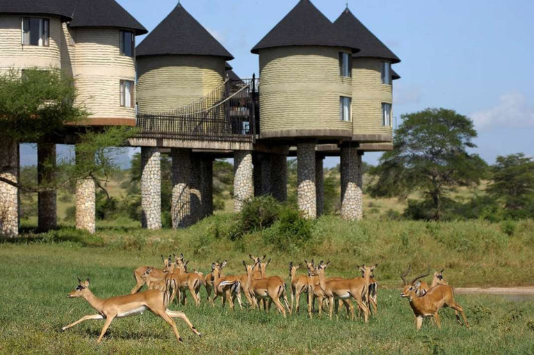 impala-saltlick-lodge-kenya-safari-wildlife