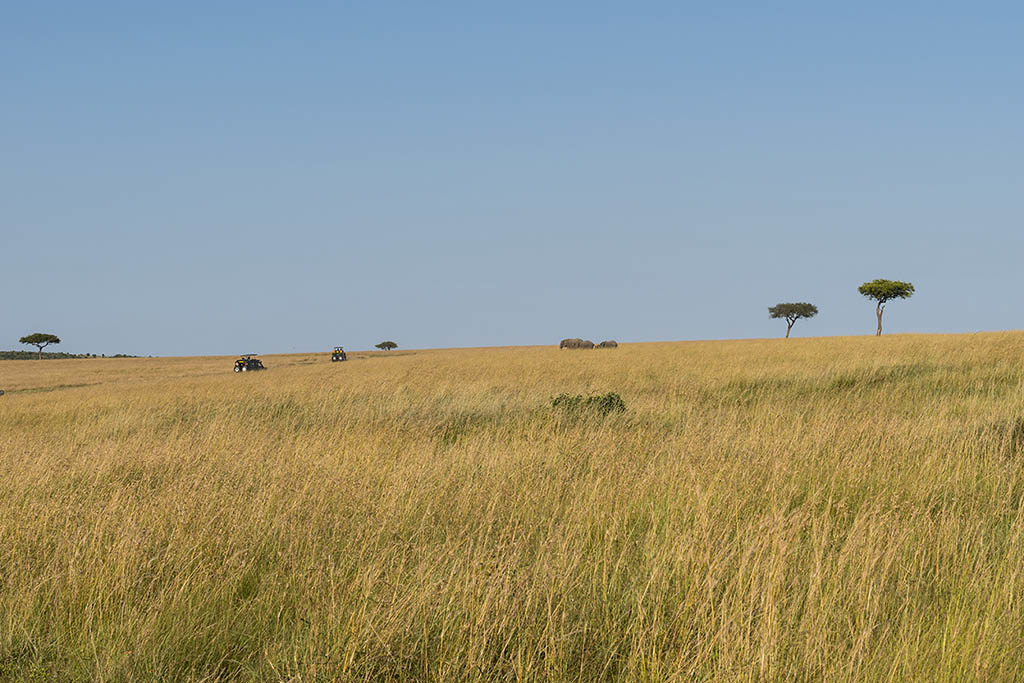 masai mara