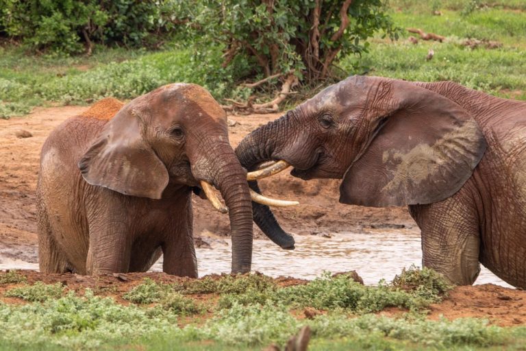 tsavo-east-elephants-playing