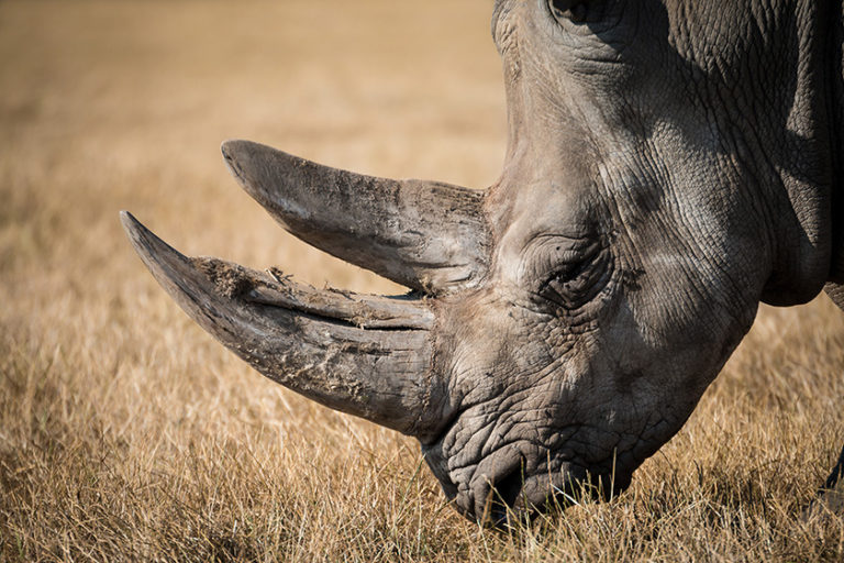 rhino-kenya-sunday-best-safaris