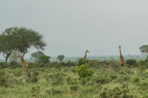 giraffes