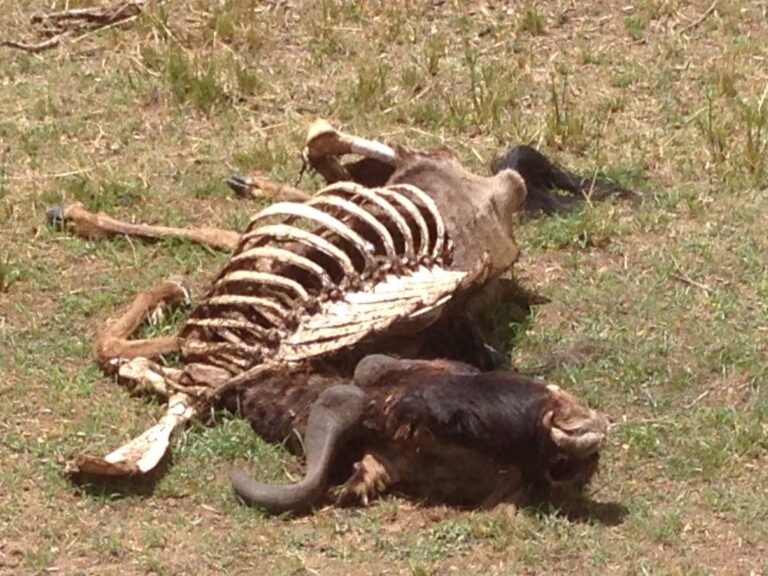 Dead carcass of buffalo - Masai Mara