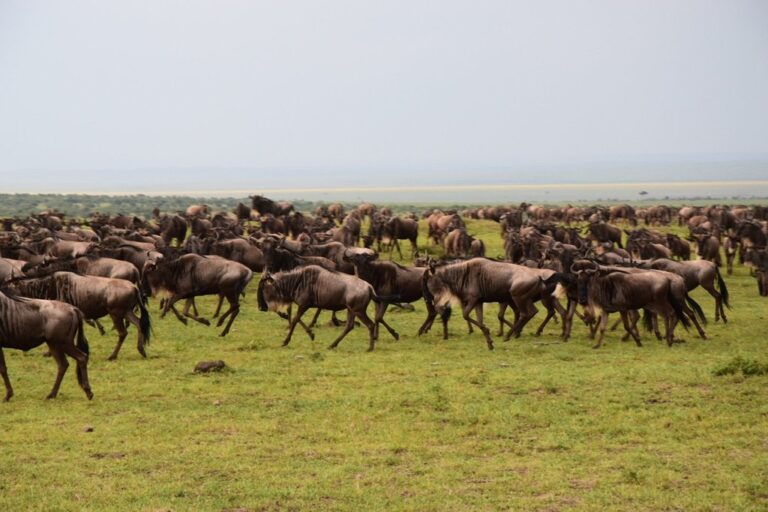 Wildebeests Masai Mara(1)
