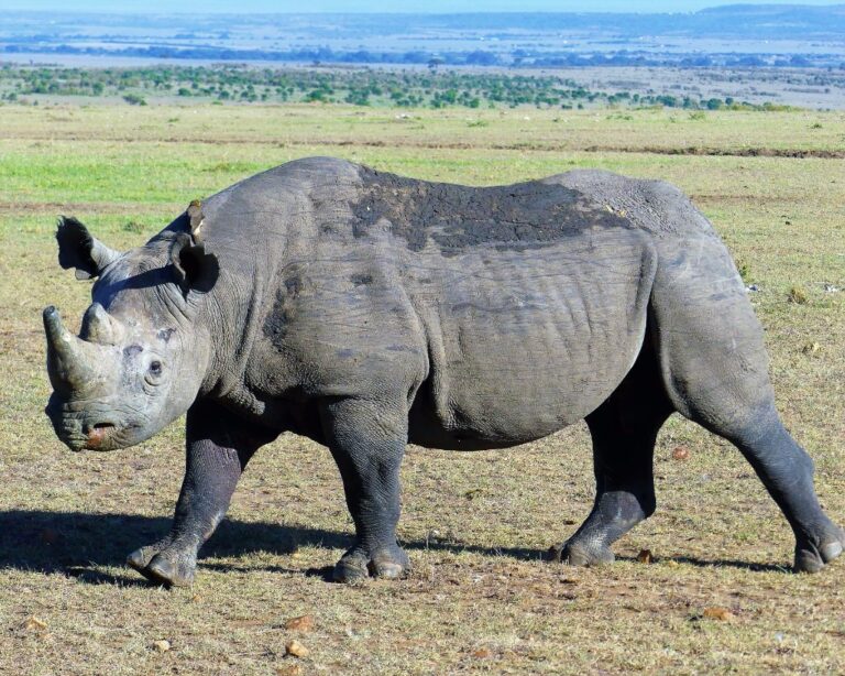 black-rhino-masai-mara(1)
