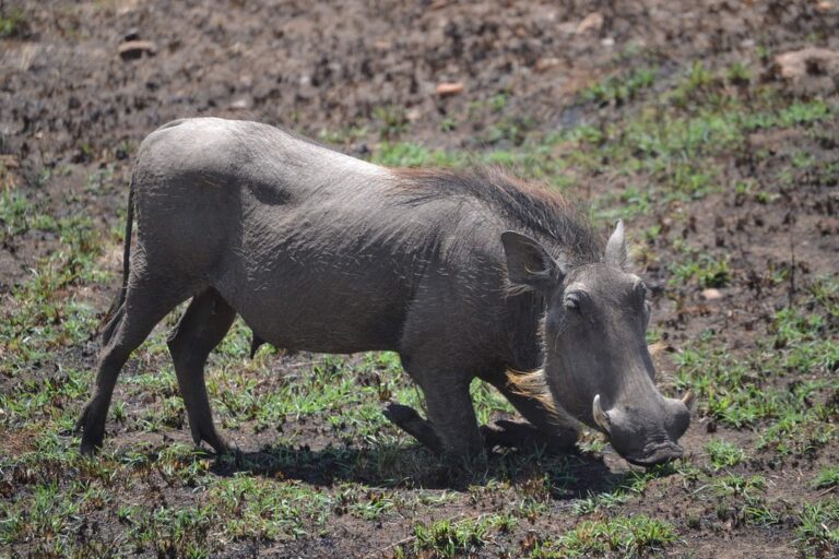 warthog at masai mara(1)