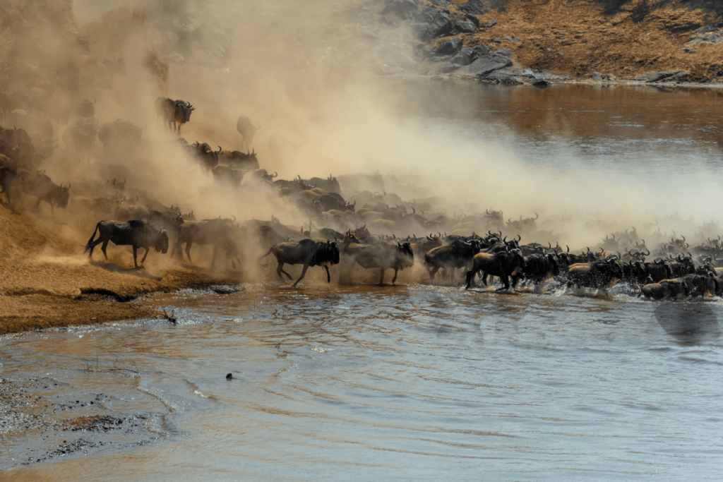 serengeti migration